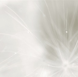 Crédence Décor pissenlit